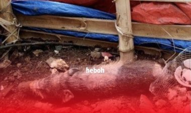 Fakta Babi Ngepet di Sawangan, Depok yang Viral