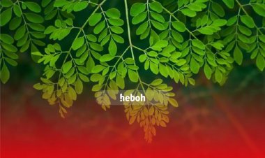 Manfaat Daun Kelor yang Berlimpah Bagi Kesehatan