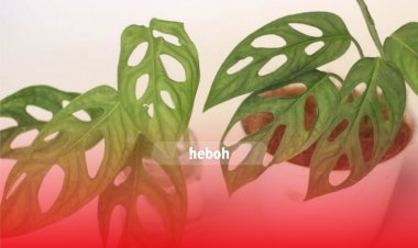 Mengenal Tanaman Janda Bolong, Harganya Bisa Sampai Ratusan Juta!