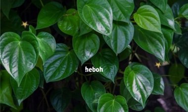 Segudang Manfaat Daun Sirih Untuk Kesehatan!