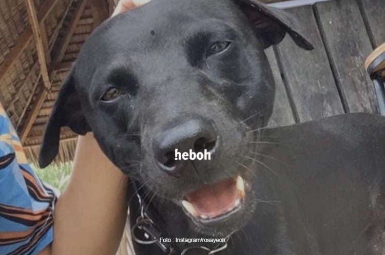 Viral Penangkapan Anjing Bernama Canon di Pulau Banyak Aceh