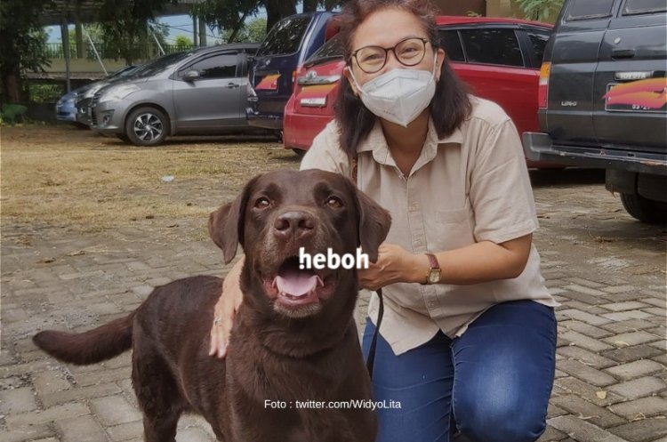 Coco, Anjing Pelacak yang Bantu Tim SAR Temukan 3 Korban Gempa di Cianjur