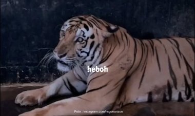 Viral! Harimau di Taman Margasatwa Ragunan yang Terlihat Kurus, Inilah Penjelasannya