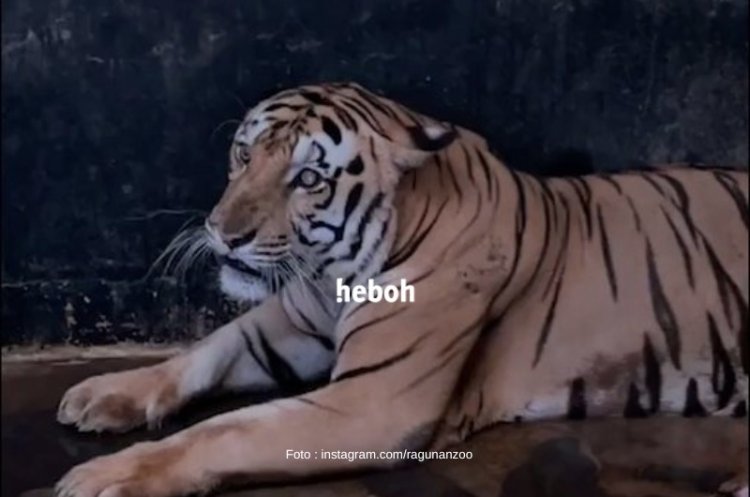 Viral! Harimau di Taman Margasatwa Ragunan yang Terlihat Kurus, Inilah Penjelasannya