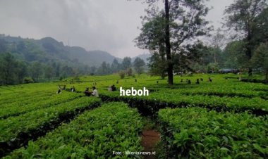 Banyak Ditemukan Kondom Bekas Pakai di Kebun Teh Puncak Bogor