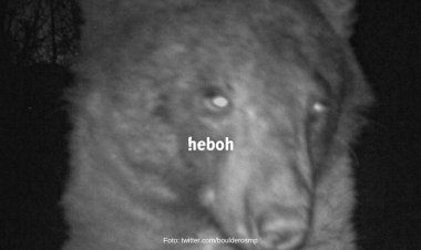 Seekor Beruang Ketagihan 'Selfie' Ambil 400 Foto Dalam Semalam