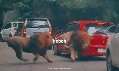 Heboh! Singa Tabrak Mobil di Taman Safari Prigen
