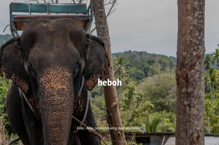 25 Tahun Ditunggangi Turis, Punggung Gajah Bernama Pai Lin Ini Cacat