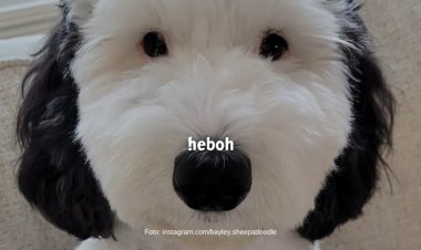 Bayley, Anjing Lucu Snoopy Versi Real Life