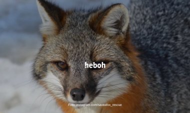 Gemasnya Suara Rubah Tertawa, Bisa Buat Perasaan Bahagia