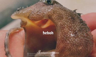 Nelayan Rusia Tangkap Biota Laut dengan Bentuk Mengerikan