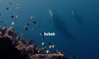 Momen Penyelam Bertemu Paus Orca di Perairan Sulawesi Utara