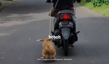 Tega! Pengandara Motor di Bali Seret Anjing Sampai Kakinya Berdarah