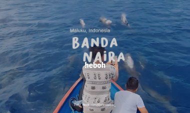 Indahnya Sekelompok Lumba-lumba di Lautan Banda Neira Sapa Pengunjung