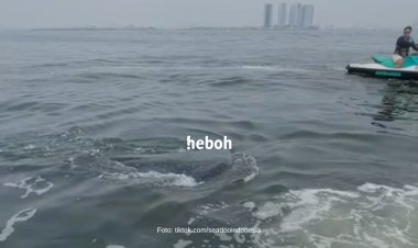 Beberapa Hiu Paus Muncul di Perairan Pulau Seribu, Sambut Para Pemain Jet Ski