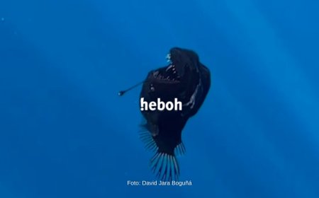 Penampakan Langka Ikan Anglerfish Black Seadevil Terekam Kamera di Permukaan Laut Spanyol