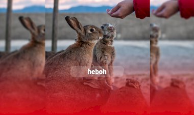 Okunoshima, Pulau 1000 Kelinci di Jepang. Tertarik Datang Kesini?