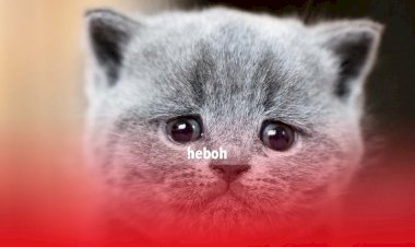 Mengerikan! Banyak Bangkai Kucing Berserakan di Kali dekat Apartemen Rasuna Said