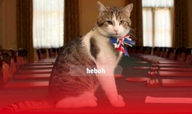 Kamu Pecinta Kucing? Wajib Banget nih Datang ke Salah Satu Tempat Wisata Ini, Dijamin Bahagia!