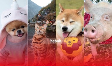 8 Hewan Peliharaan Lucu Ini Masuk Nominasi E! People’s Choice Awards 2020