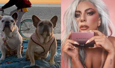 Sempat Dicuri, Dua Anjing French Bulldog Milik Lady Gaga Ditemukan