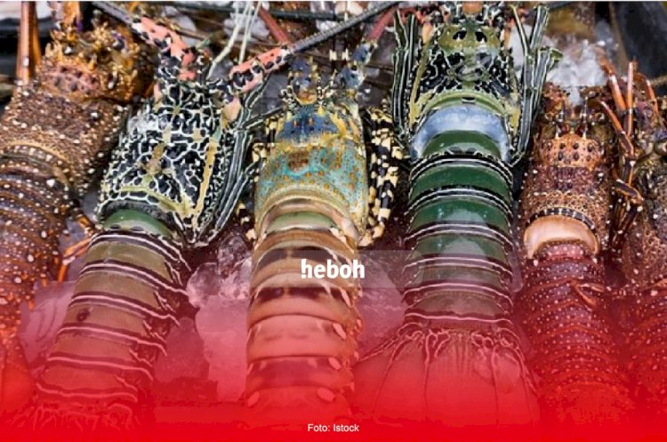Susi Pudjiastuti Kekeuh Tolak Ekspor Bibit Lobster
